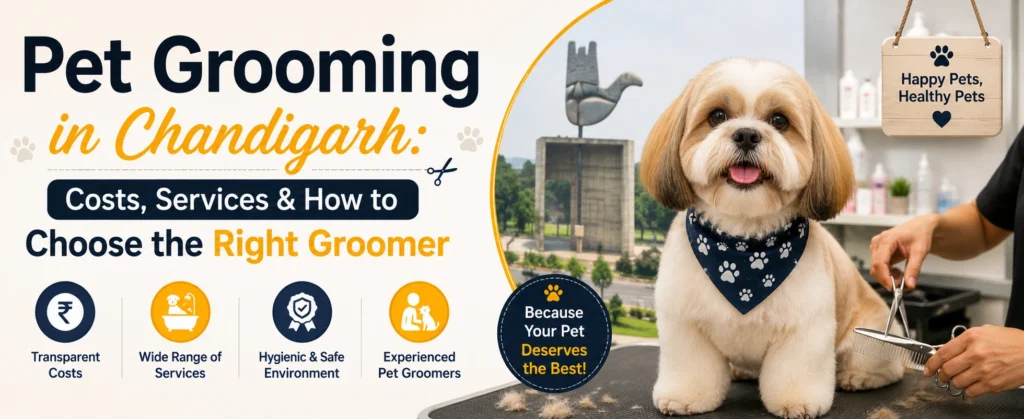 Best Pet Grooming in Chandigarh